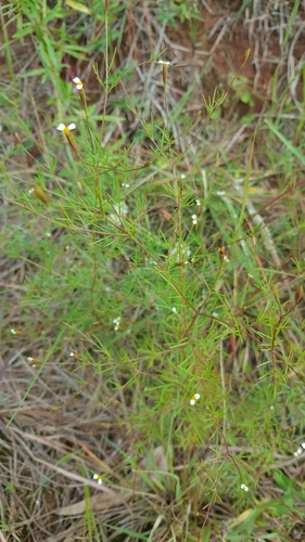 Tagetes micrantha — photo