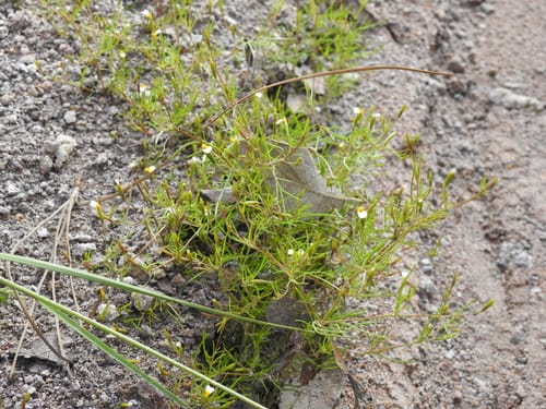 Tagetes micrantha — photo