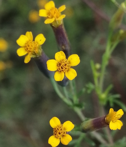 Tagetes multiflora (Anis bush) — photo