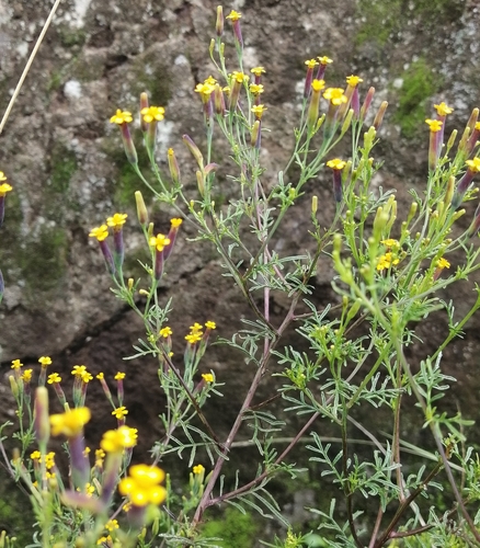 Tagetes multiflora (Anis bush) — photo