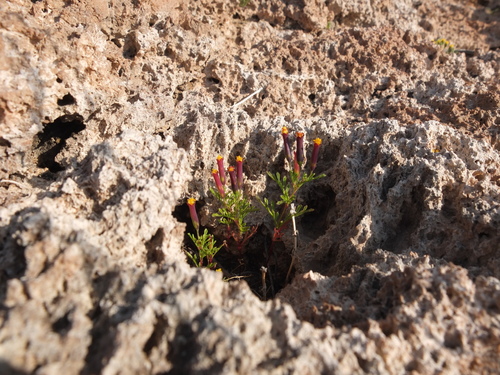 Tagetes multiflora