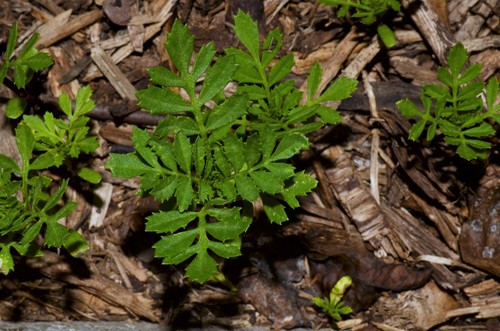 Tagetes patula (Sweet scented Marigold) — photo