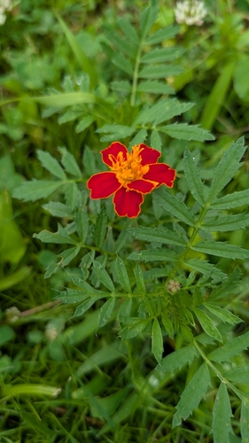 Tagetes patula (Sweet scented Marigold) — photo