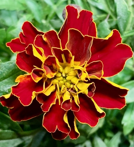 Tagetes patula