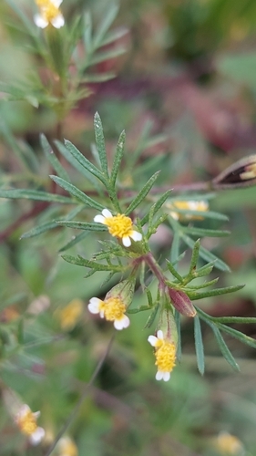Tagetes pusilla (Sacha anis) — photo