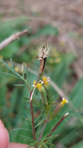 Tagetes pusilla (Sacha anis) — photo