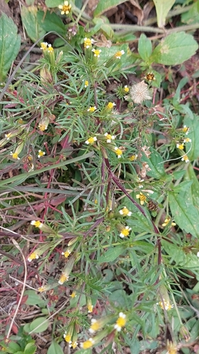 Tagetes pusilla