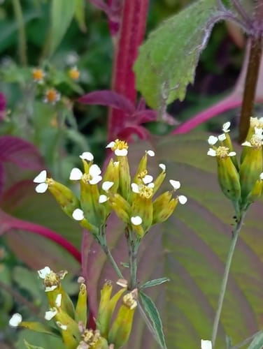 Tagetes terniflora (Huacatay) — photo