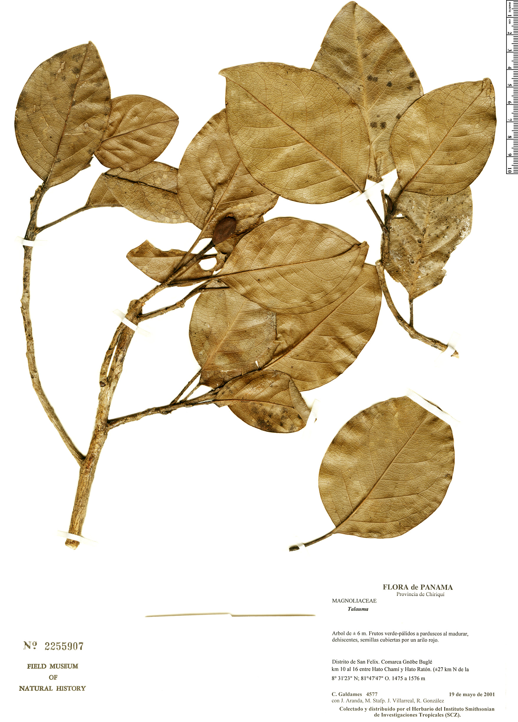 Talauma diffusa (Charek) — photo