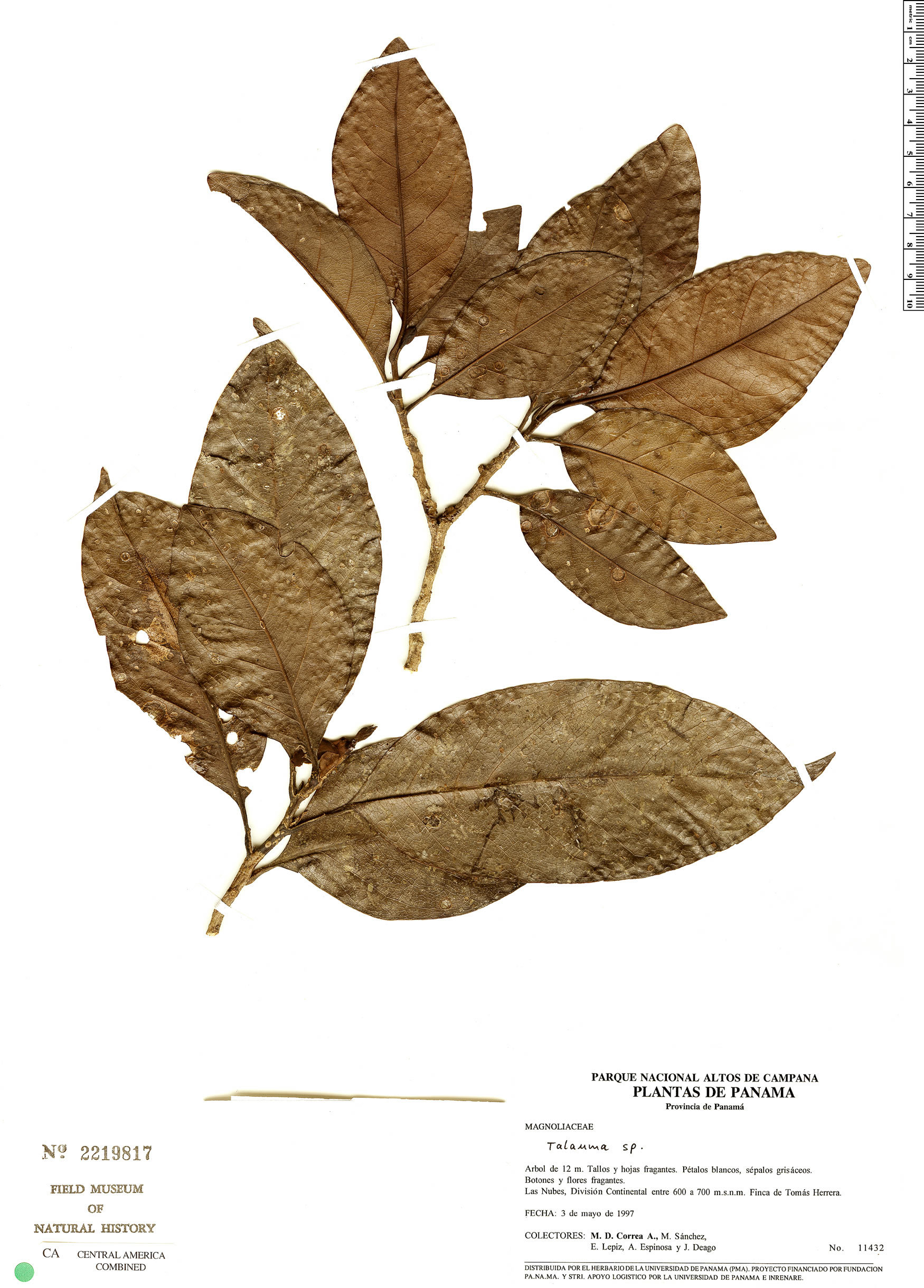Talauma diffusa (Charek) — photo