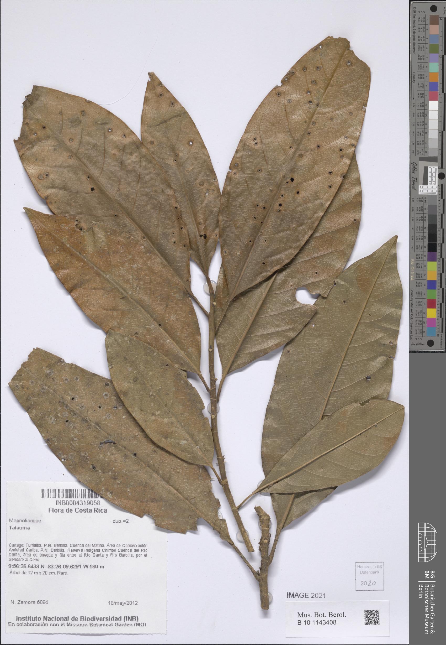 Talauma diffusa