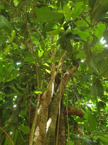 Talauma hodgsonii (Dokum-blum) — photo
