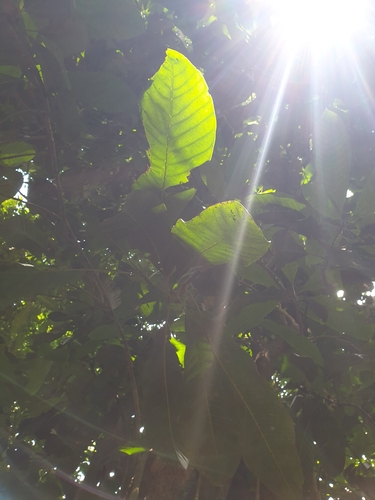 Talauma hodgsonii (Dokum-blum) — photo