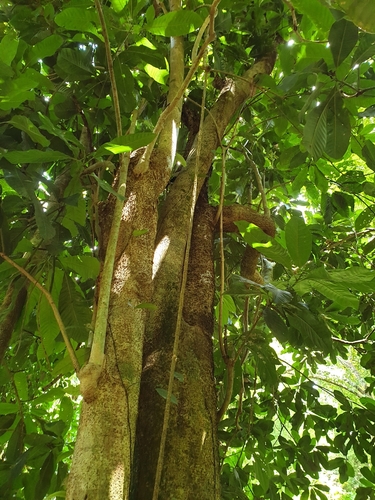 Talauma hodgsonii