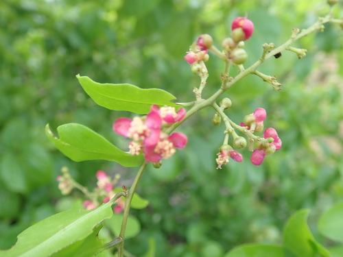 Talinella grevei — photo
