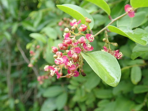 Talinella grevei — photo