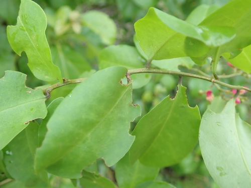 Talinella grevei