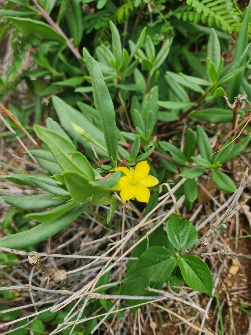 Talinum arnotii (Porcupine root) — photo
