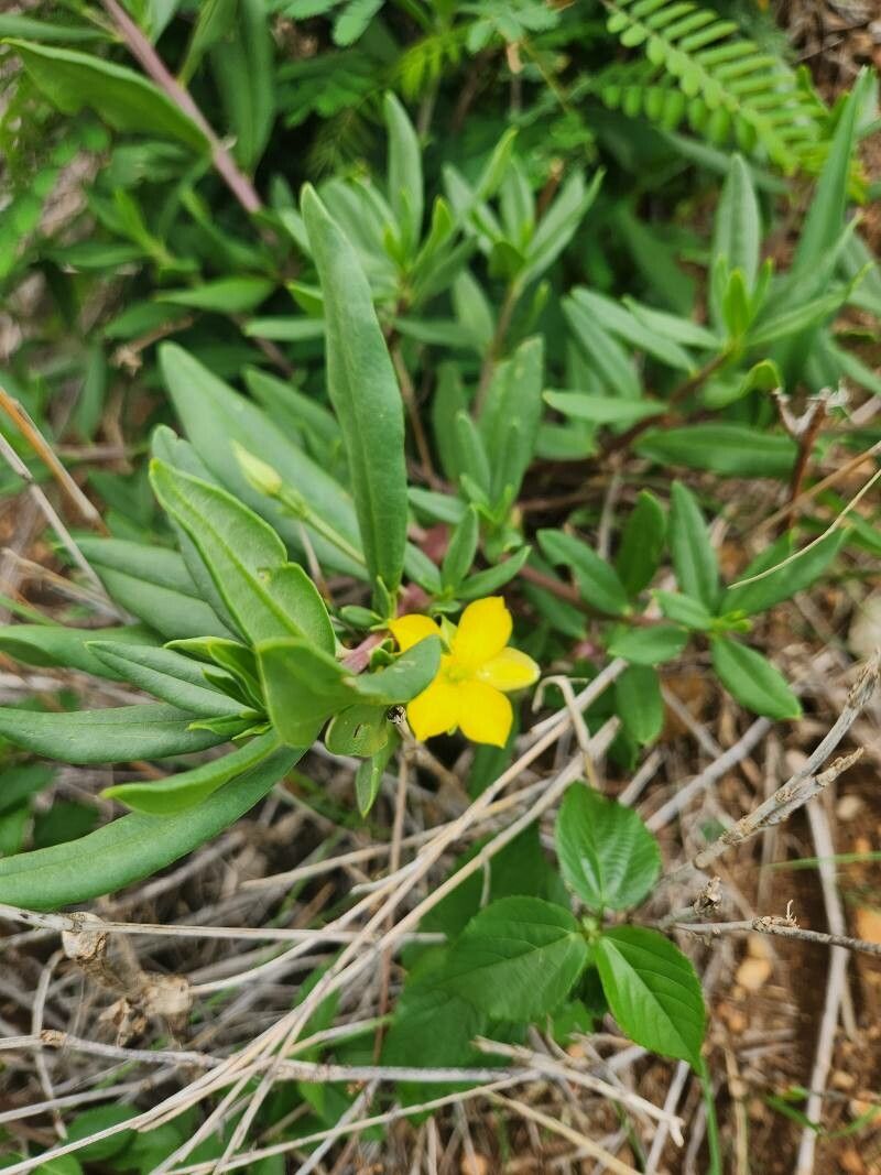 Talinum arnotii (Porcupine root) — photo