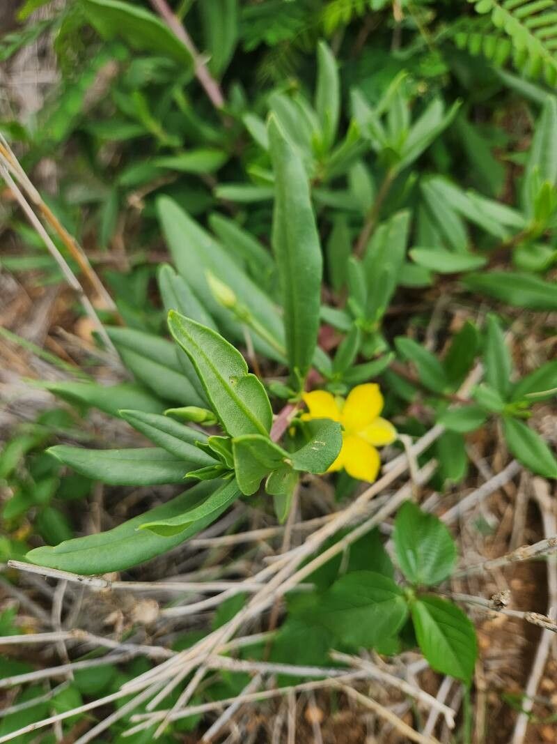 Talinum arnotii (Porcupine root) — photo