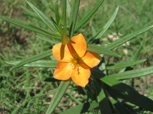 Talinum aurantiacum (Orange Fameflower) — photo