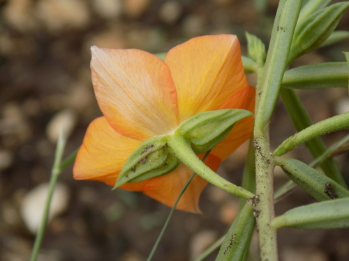 Talinum aurantiacum (Orange Fameflower) — photo