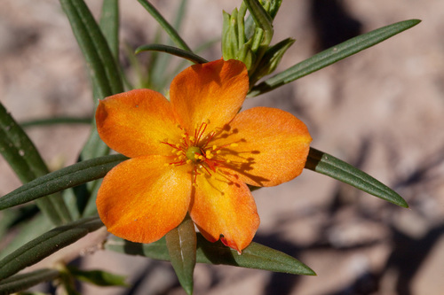 Talinum aurantiacum
