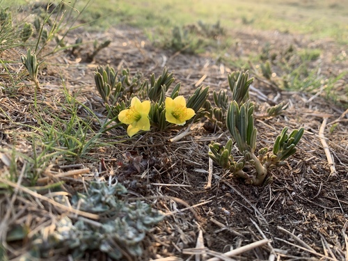 Talinum caffrum (Porcupine root) — photo