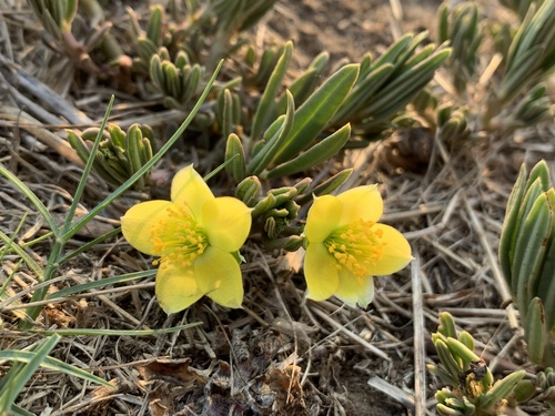 Talinum caffrum