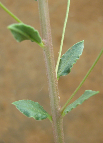 Talinum crispatulum — photo