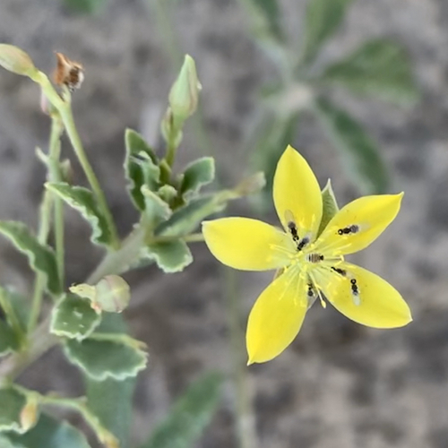 Talinum crispatulum