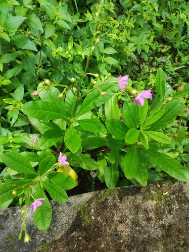 Talinum fruticosum (Waterleaf) — photo