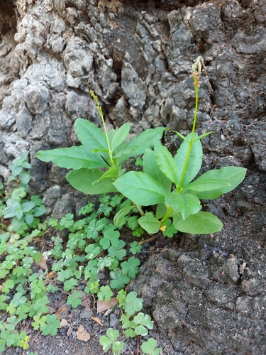 Talinum paniculatum (Jewels of Opar) — photo