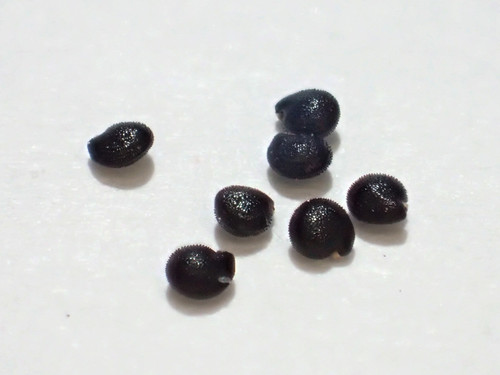 Talinum paniculatum (Jewels of Opar) — photo