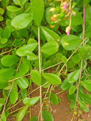 Talinum portulacifolium — photo