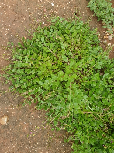 Talinum portulacifolium — photo