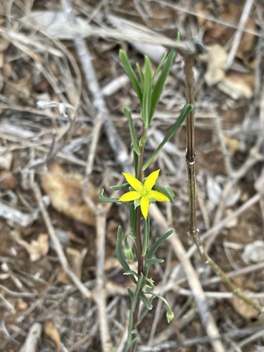 Talinum tenuissimum — photo
