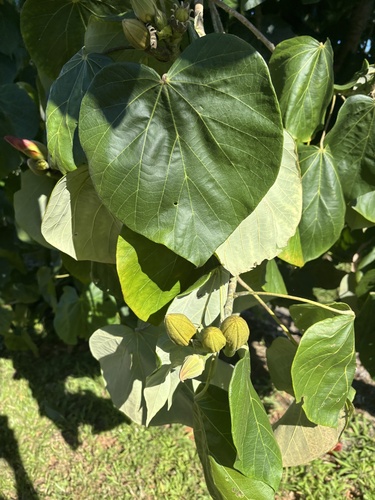 Talipariti elatum (Tall talipariti) — photo