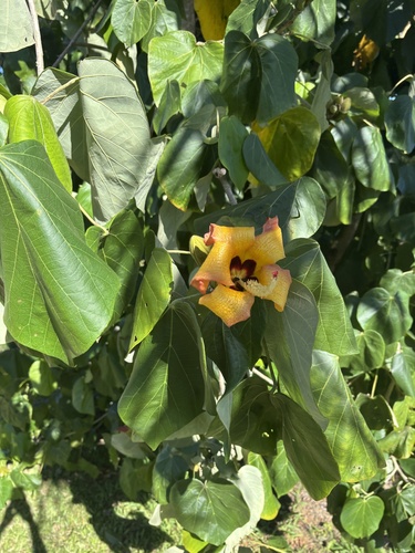 Talipariti elatum