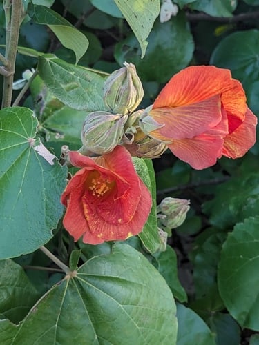 Talipariti tiliaceum var. pernambucense (Blue moho) — photo