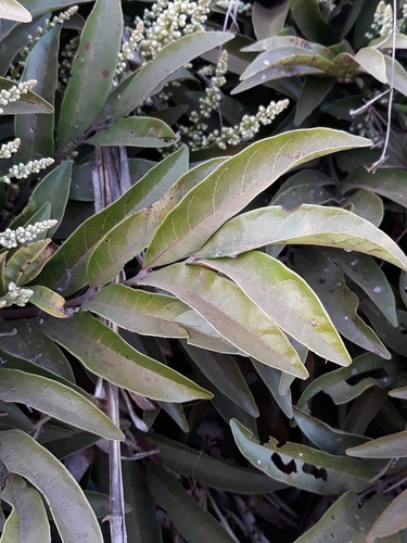 Talisia angustifolia (Capitumba) — photo
