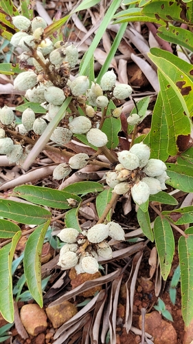 Talisia angustifolia