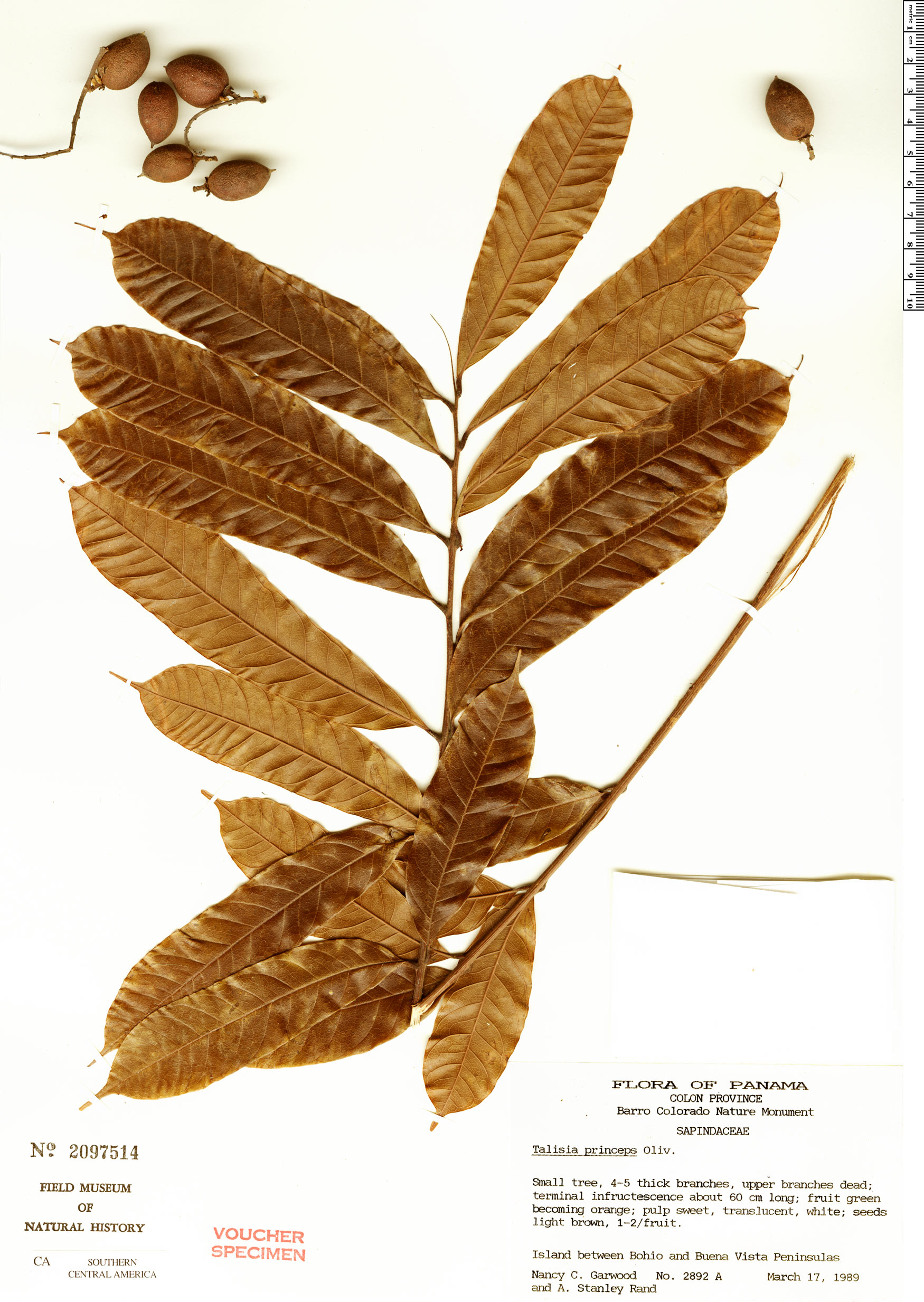 Talisia croatii