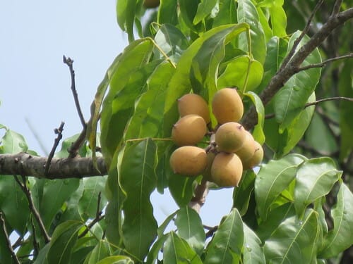 Talisia esculenta (Pitomba) — photo