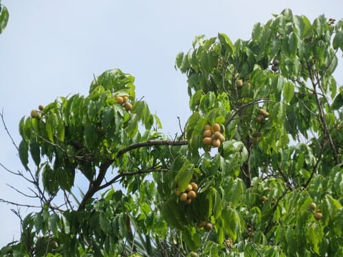 Talisia esculenta (Pitomba) — photo