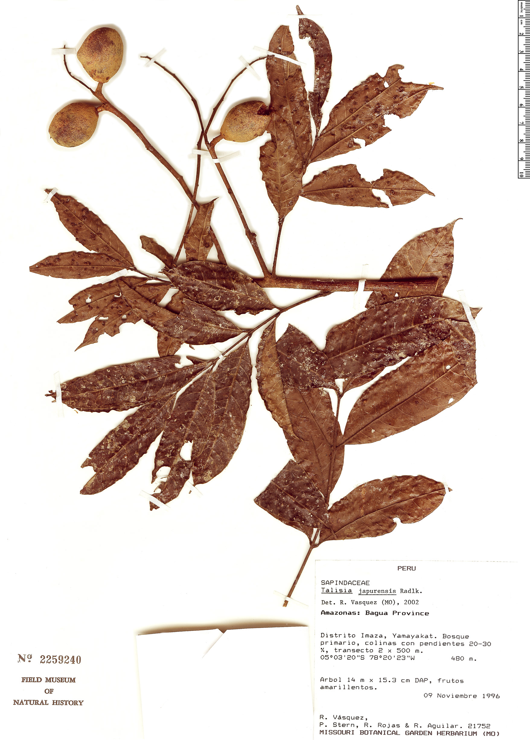 Talisia japurensis (Japura talisia) — photo