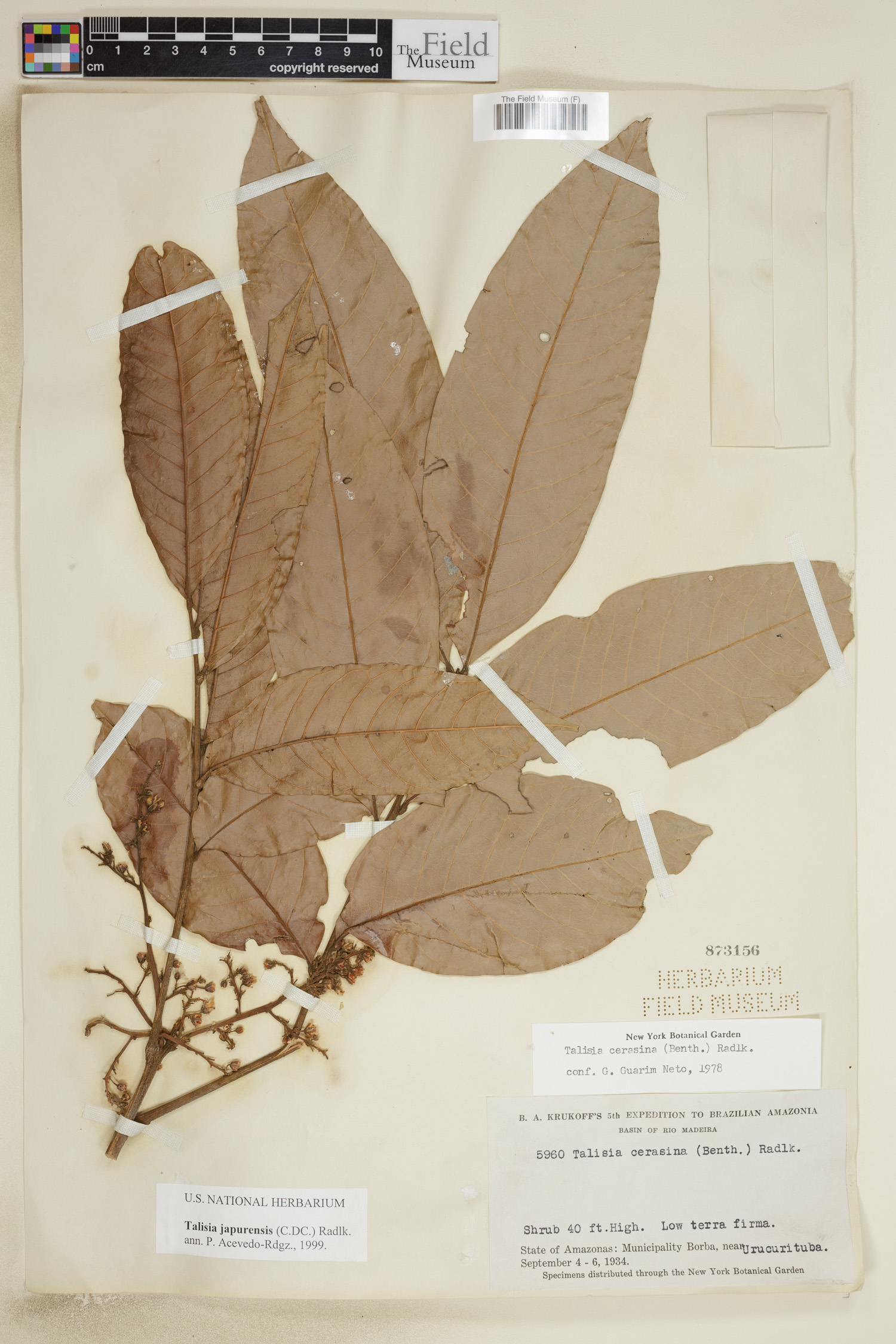 Talisia japurensis (Japura talisia) — photo