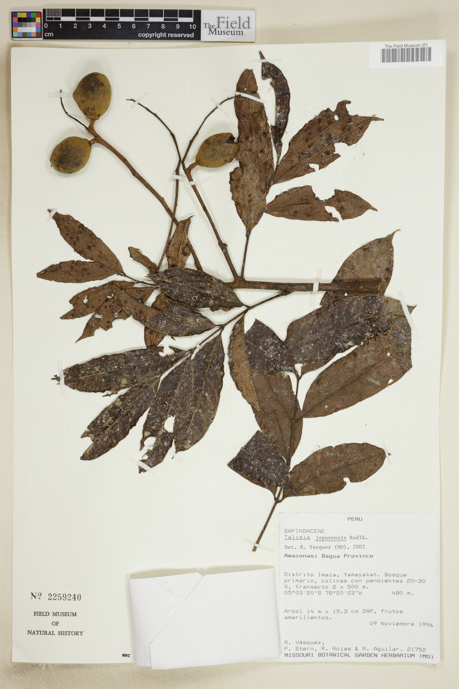Talisia japurensis
