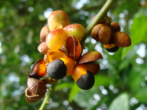 Talisia macrophylla — photo
