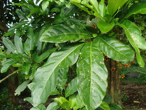 Talisia macrophylla — photo